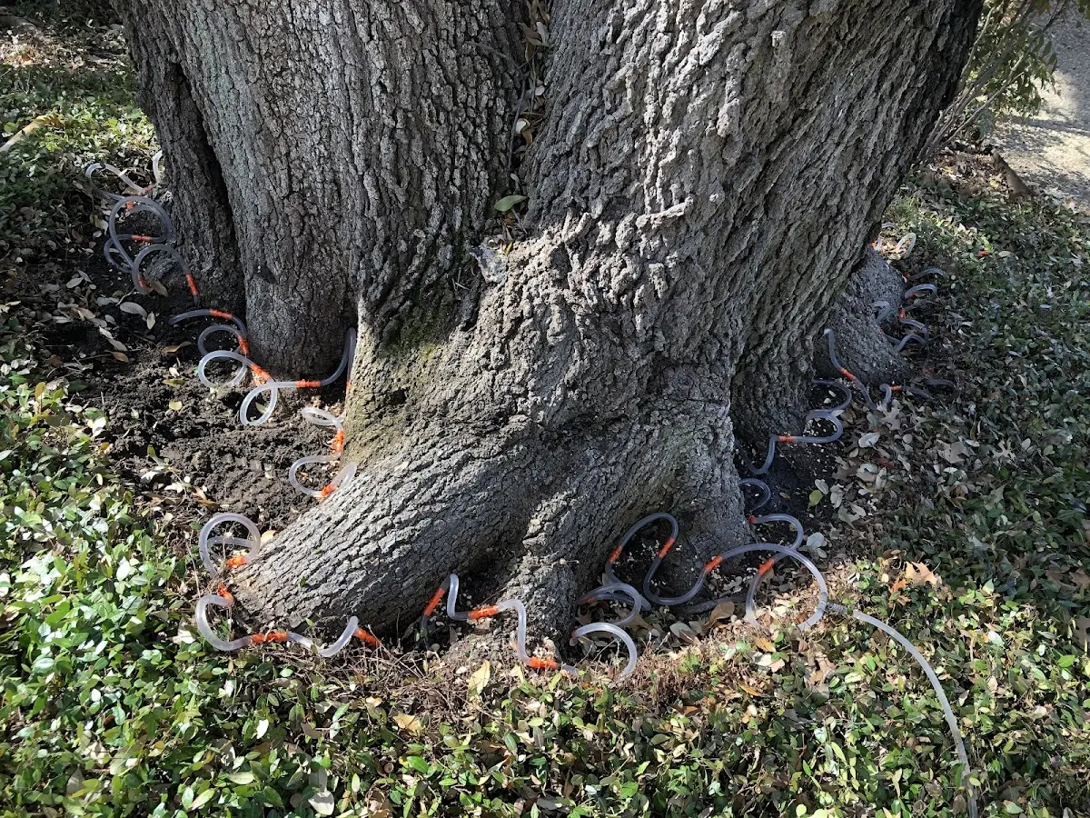 Detailed Tree Cabling and Bracing job site in Sevierville